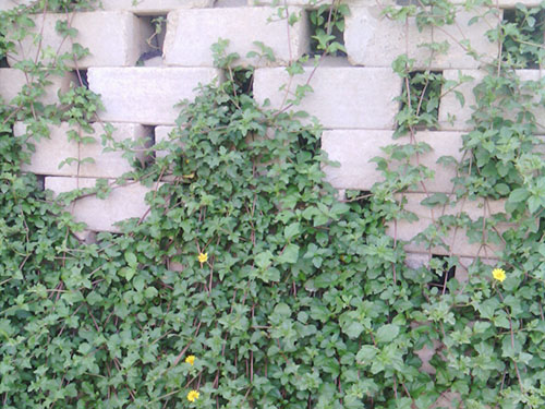 運河橫瀝生態擋墻